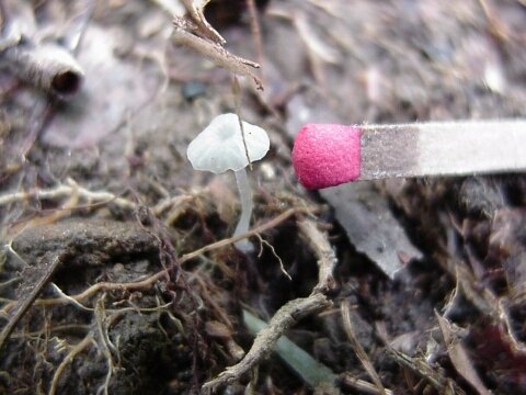 Image - photo of tiny white unidentified gilled mushroom