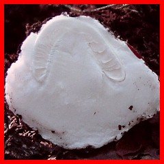 Image - photo of deadly poisonous Destroying Angel mushroom (Amanita virosa) - button stage