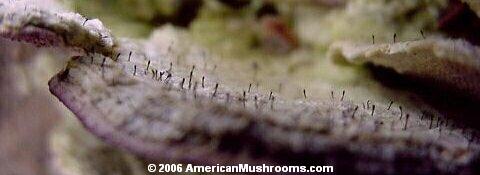 Image - photo of the mushroom Phaeocalicium polyporaeum growing on the Violet Toothed Polypore mushroom (Trichaptum biforme)