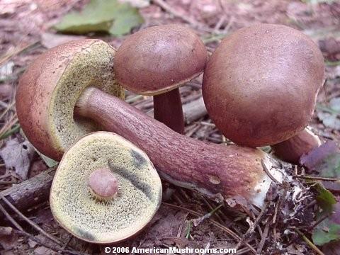 Boletus badius