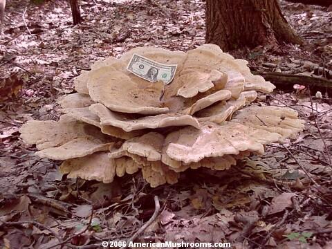 image - photo of Berkeley's Polypore (Bondarzewia berkeleyi)