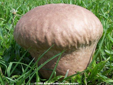 Image - Photo of the edible Purple-spored Puffball (Calvatia cyathiformis)