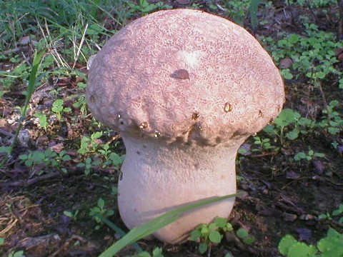 Image - Photo of the edible
		Purple-spored Puffball (Calvatia cyathiformis)