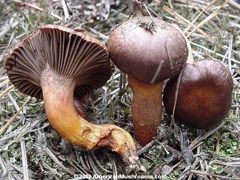 Photo of the mushroom Chroogomphus vinicolor