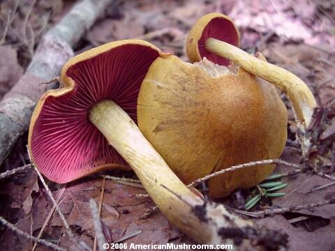 Photo of the mushroom Cortinarius semisanguineus