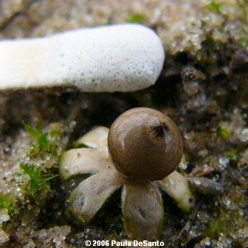 Image - photo of the Minimal Earthstar mushroom (Geastrum minimum)