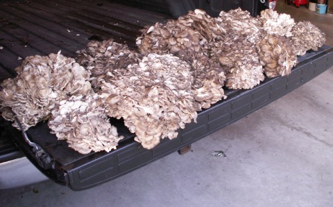 image - photo of Grifola frondosa