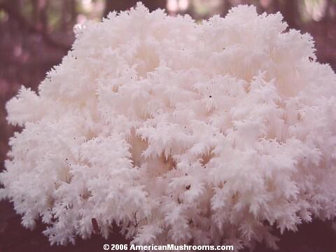 Image - Photo of Comb Tooth mushroom (Hericium coralloides)