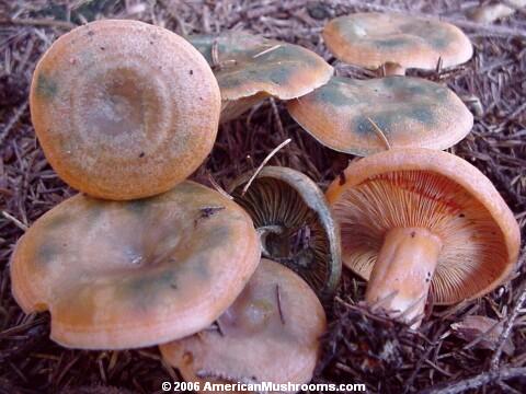 Orange-latex Milky (Lactarius_deterrimus)