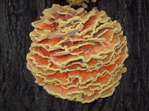 Image - Photo of the Sulphur Shelf or Chicken Mushroom (Laetiporus sulphureus)