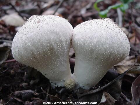 Image - Photo of the edible Gem-studded Puffball (Lycoperdon perlatum)