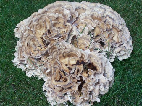 image - photo of the Black-staining Polypore (Meripilus sumstinei)