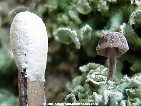 Image - photo of the Bark Mycena mushroom (Mycena corticola)