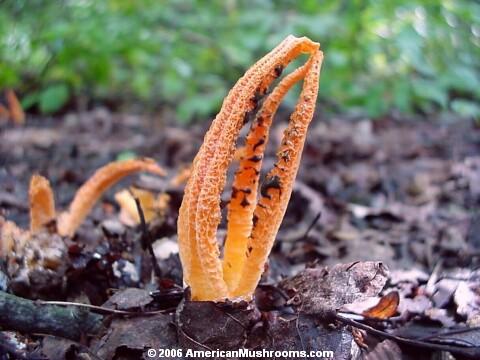 Stinky Squid (Pseudocolus fusiformis)